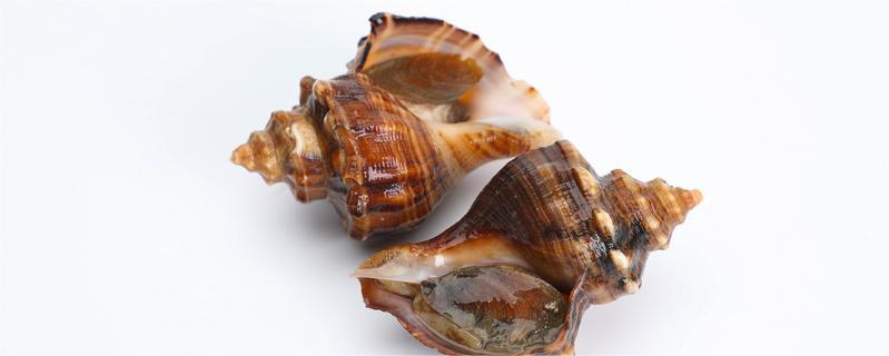 海螺怎么煮才能嫩而不老 大海螺冷水下锅煮多少分钟