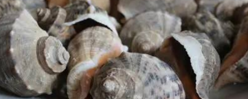 海螺的做法蒸多长时间最佳 螃蟹要蒸多久才能蒸熟