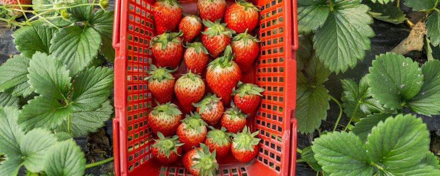 冬天草莓放冰箱好还是在外面好 冬天草莓放冰箱能保存多久