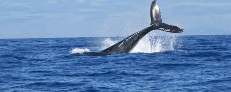 大西洋鲸鱼繁殖在哪里 大西洋鲸鱼繁殖在哪里生活
