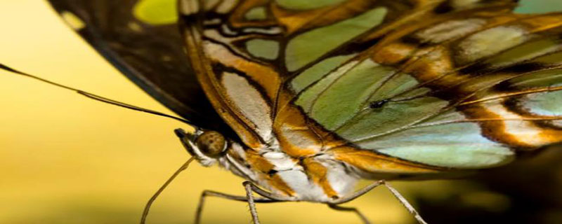 蝴蝶的触角像什么 白蚁的触角像什么