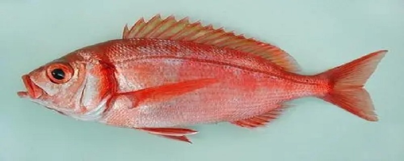 红色的海鱼是什么鱼 红色的海鱼是什么鱼头很大