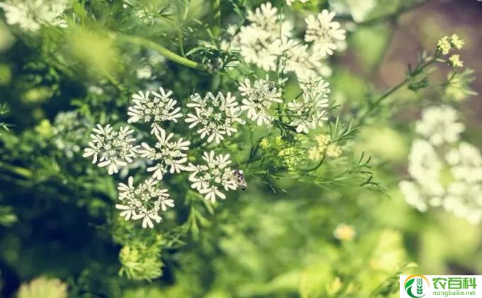 怎么种植欧芹（欧芹种植技术）