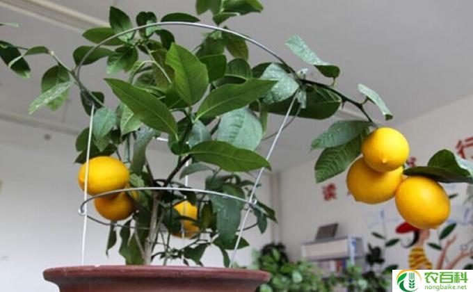 柠檬盆栽怎么授粉 柠檬盆栽怎么授粉快