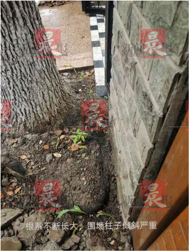 又一起！上海有人因伐树被罚3万元：反映问题多年未解决，三户业主喊冤