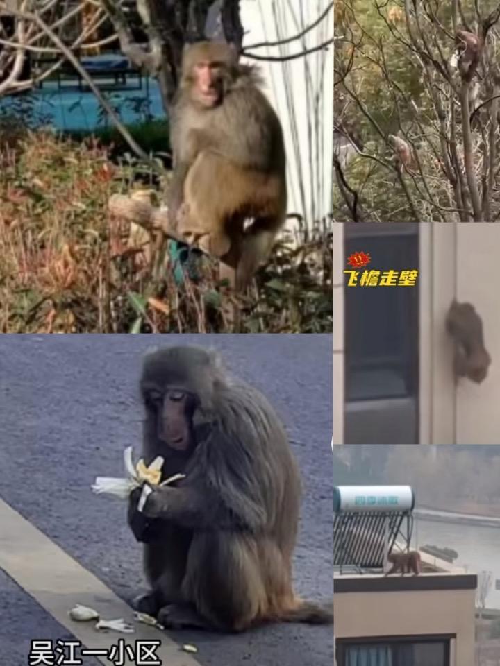 成群猴子在苏州街头“闲逛” 健康码个人轨迹查询