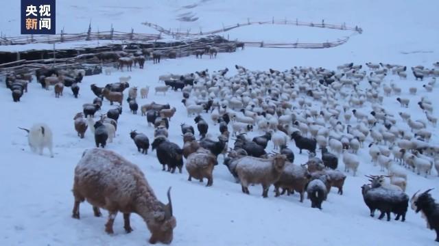 【观察】蒙古国遭遇50年不遇雪灾，“白色极寒”再次敲响警钟