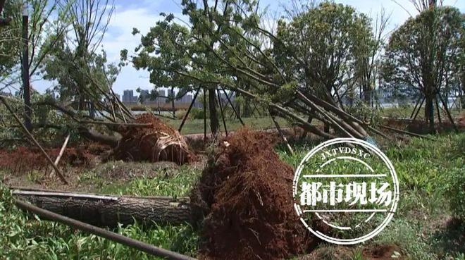风雹灾害造成南昌、九江等11个设区市87个县（市、区，含功能区）31.3万人受灾