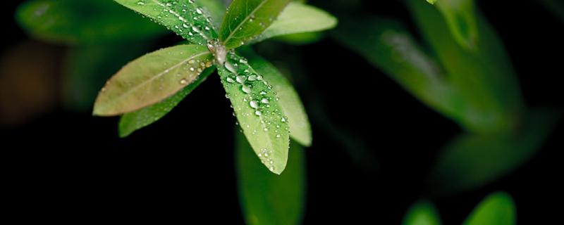 白露下雨好还是不下雨好 白露下雨好还是不下雨好呢