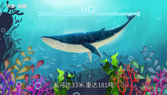 海洋生物有哪些 海洋中有哪些生物