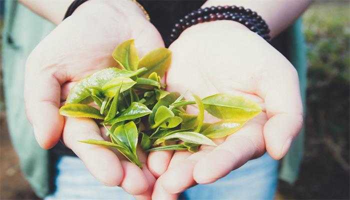 茉莉花茶是绿茶吗  茉莉花茶是不是绿茶