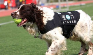 史宾格警犬训练方法 大家来聊聊