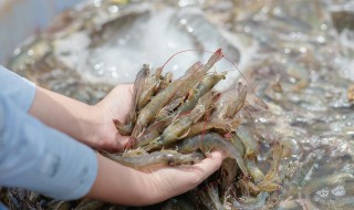 大头虾煮多久 煮虾的技巧介绍