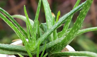 适合卧室养的植物有哪些 卧室能够养什么植物呢