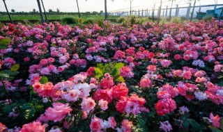 不同颜色月季花的花语介绍? 不同颜色月季花的花语是什么