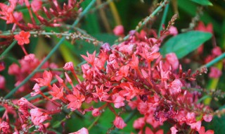 红雪花植物怎么养（红雪花植物怎么养护）