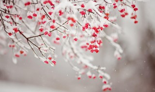 微信朋友圈下雪说说大全（下雪的说说朋友圈）