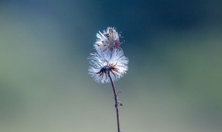 蒲公英茶每天喝可以吗（蒲公英茶每天喝可以吗）