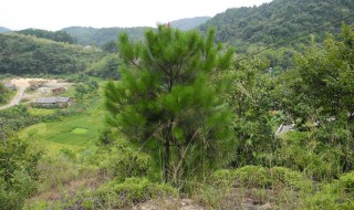 野生山松种植方法（野生山松种植方法图解）