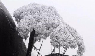 描写迎客松雪景的诗句 迎客松雪景图片