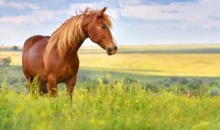 女生冬季骑马教程 女性教你如何骑马