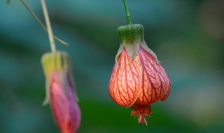 纹瓣悬铃花怎么养 纹瓣悬铃花科属