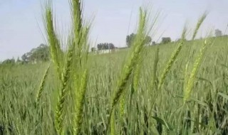 小麦拔节期可以打除草剂吗（小麦拔节期能打除草剂吗）