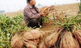 土瓜应怎么种植（土瓜应怎么种植才好）