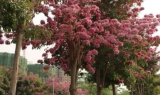 紫花风铃木种植管理方法（紫花风铃木种植管理方法图片）