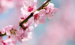 桃花祛斑粥（桃花妙用也能祛斑）