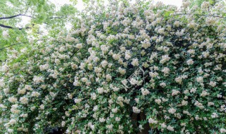 木香花种家里风水禁忌有哪些（木香花种家里风水禁忌有哪些图片）