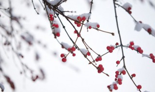 小雪发朋友圈的文字（小雪发朋友圈的语言）