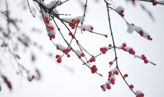 二十四节气小雪的含义 十二节气小雪是什么意思