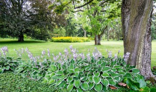 适合庭院种植的矮花树 适合庭院种植的矮花树图片