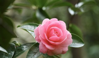 夏天常见花浇水技巧（夏天花卉如何浇水）