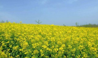 油菜花是在什么季节开花（油菜花是什么季节开的）