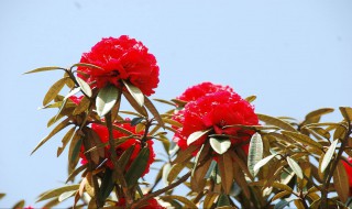 马樱花移栽后开花吗 马樱花移栽后开花吗图片