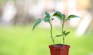 蟹爪兰套塑料袋如何开花（蟹爪兰套塑料袋如何开花快）