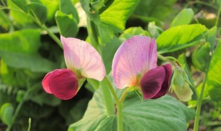 空心菜怎样才能开花结籽 如何使空心菜开花结果