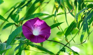 牵牛花在夏季的什么时候开花（牵牛花是夏季开的吗）