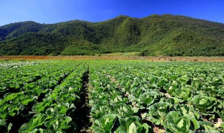 菜园种植搭配 菜园种植搭配图片