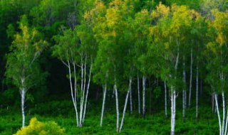 白桦树什么季节生长（白桦树什么季节生长快）