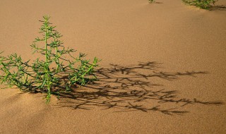 沙漠地适合种什么风景树 沙漠地适合种什么植物