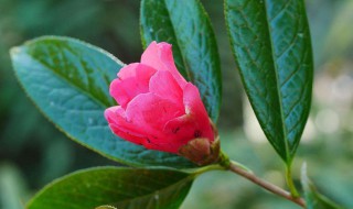 毛蕊红山茶怎么养（毛蕊红山茶怎么养才能开花）