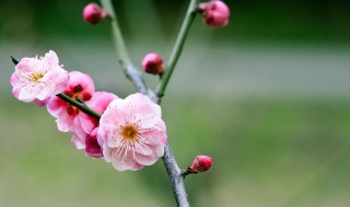 梅花代表什么生肖（杏花代表什么生肖）