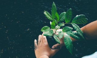 植树发朋友圈文案（植树发朋友圈文案怎么写）