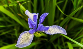 怎样种马莲花（怎样种马莲花种子）