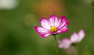 一花一世界寓意（一花一世界的完整诗句）