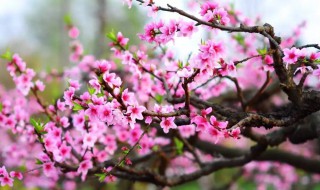 桃花防冻的最佳方法 桃花防冻用什么药