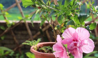 木槿花饲养方法（木槿花怎么养家庭养法）